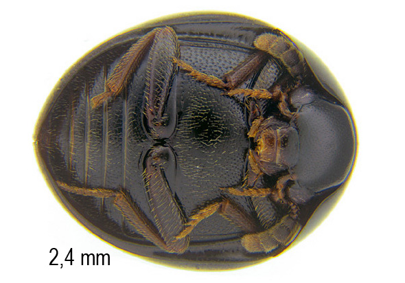 Amphicyllis globiformis (C.R. Sahlberg, 1833)